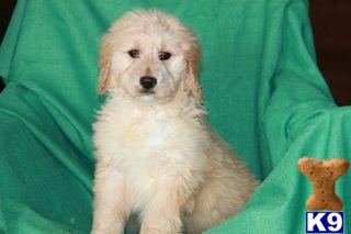 Goldendoodles Puppies for Sale